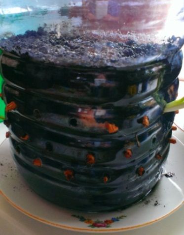 лук в пластиковой бутылке
