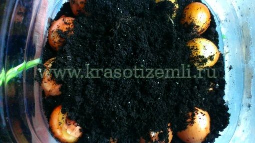 как вырастить лук в пластиковой бутылке