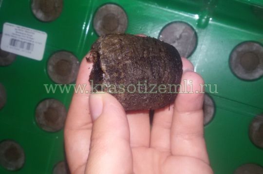 вид торфяной таблетки