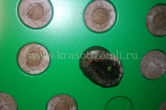 рассада в торфяных таблетках
