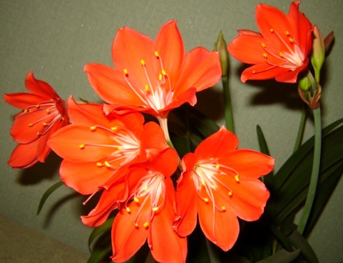 луковичные комнатные цветы