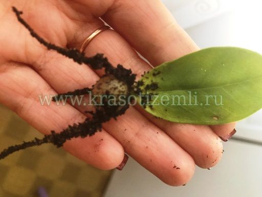 как размножать замиакулькас