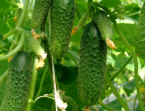 огурцы кураж