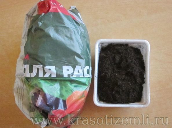 почва для пересадки драцены