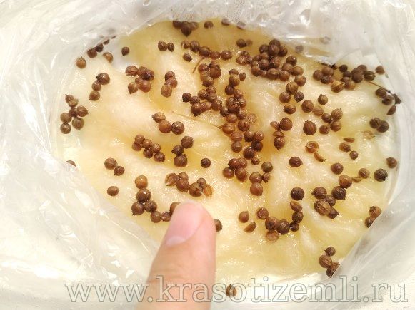 проращивание кориандра