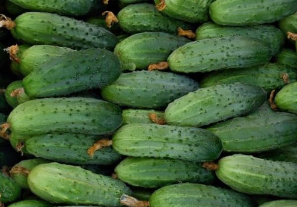 что делать с горькими огурцами