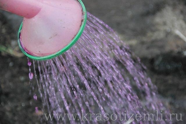 Пролить раствором перманганата калия