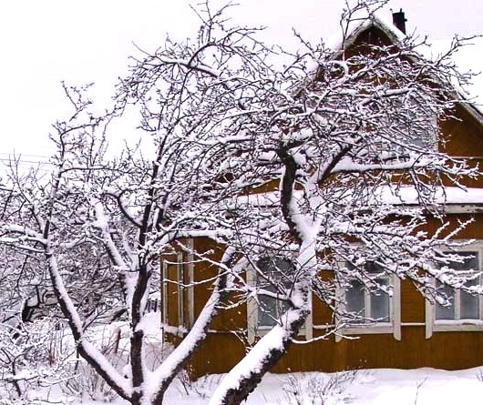 Сезонные работы в январе для садовода и огородника