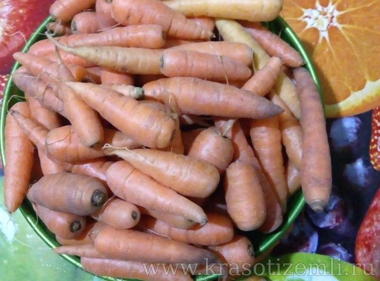 Что делать, если морковь не уродилась?