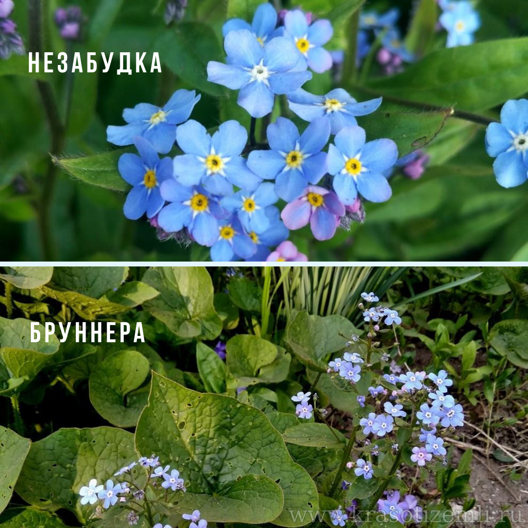 Как отличить незабудку от бруннеры
