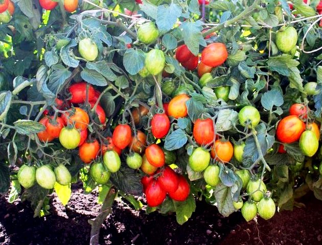 Как вырастить томаты по методу Маслова. В пять раз больше плодов с куста!