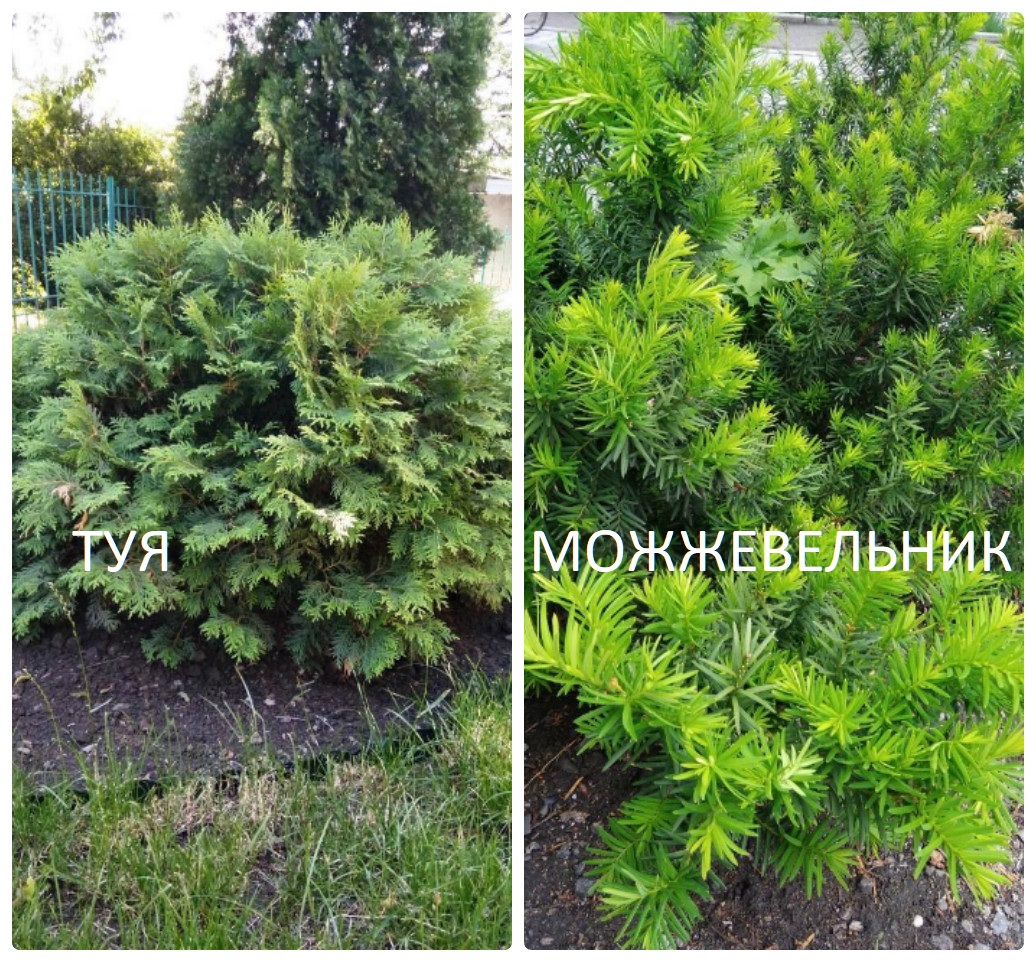 В чем разница между можжевельником и туей