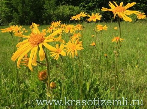 Арника горная (Arnica montana L.)