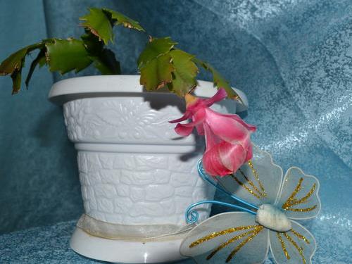 Зигокактус - как ухаживать в домашних условиях