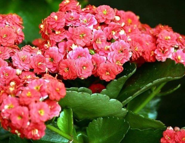 Почему не цветет каланхоэ и как заставить его цвести