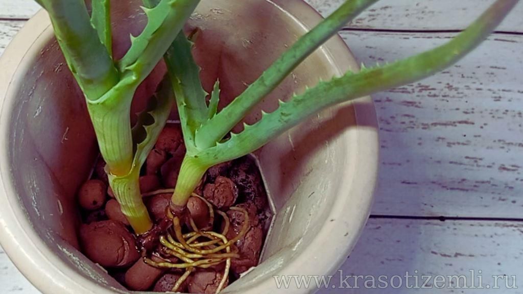 Как быстро укоренить черенки алоэ в воде