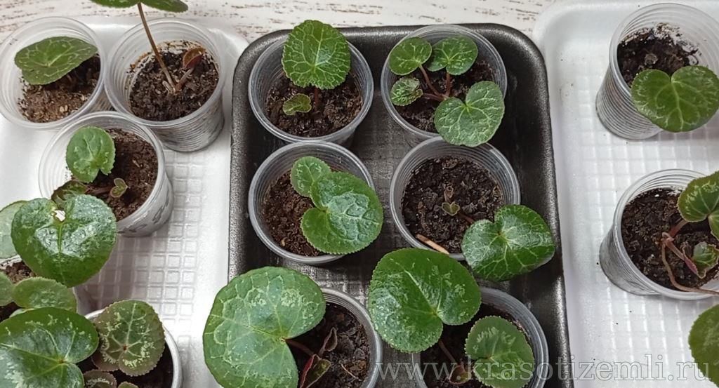 Уход за сеянцами цикламена