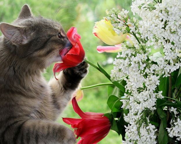 Цветы для аллергиков: какие цветы можно сажать и дарить